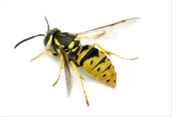 A Quick and Easy Guide on How to Get Rid of Yellow Jackets