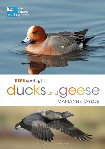 RSPB Spotlight Ducks and Geese - Ms Marianne Taylor