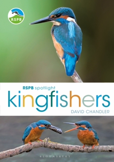 RSPB Spotlight Kingfishers - David Chandler