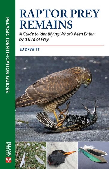 Raptor Prey Remains - Ed Drewitt