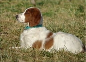 Red and White Setters for Beginners