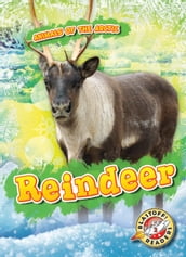 Reindeer