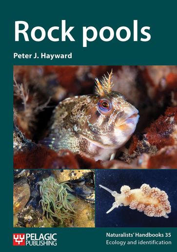 Rock pools - Peter J. Hayward