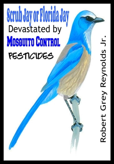 Scrub Jay or Florida Jay Devastated by Mosquito Control Pesticides - Jr Robert Grey Reynolds