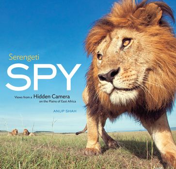Serengeti Spy - Anup Shah