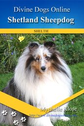 Shetland Sheepdog