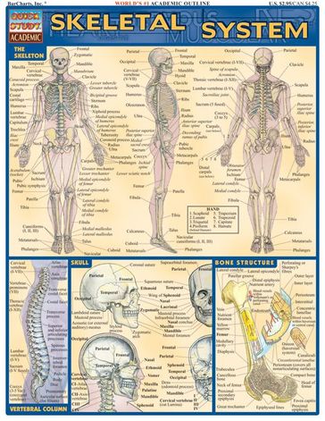 Skeletal System - Inc BarCharts