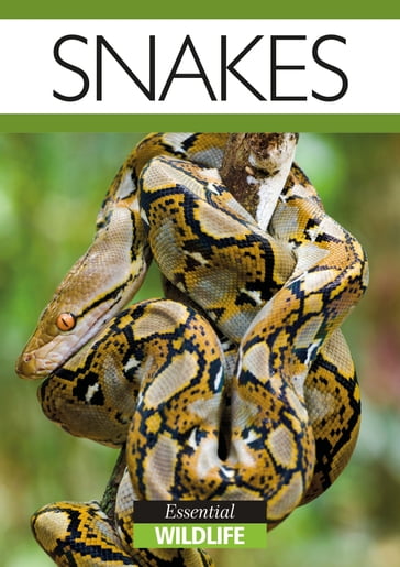 Snakes - Charlotte Penhaligan