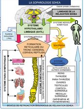 Sophrologie SDHEA