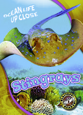 Stingrays