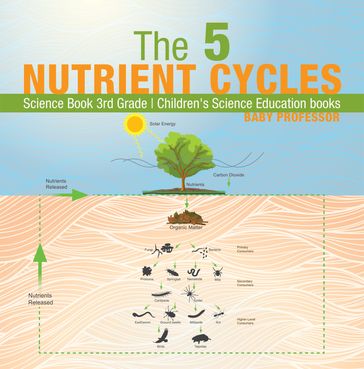 The 5 Nutrient Cycles - Science Book 3rd Grade   Children's Science Education books - Baby Professor