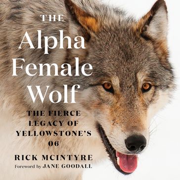 The Alpha Female Wolf - Rick McIntyre