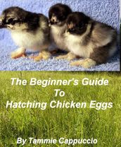 The Beginner s Guide to Hatching Chicken Eggs