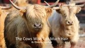 The Cows With Too Much Hair