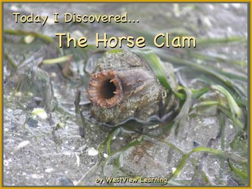 Today I Discovered The Horse Clam - Heather Stannard - Lynn Stannard