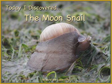 Today I Discovered The Moon Snail - Heather Stannard - Lynn Stannard