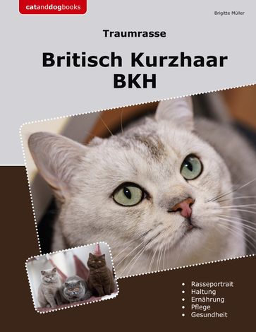 Traumrasse Britisch Kurzhaar - Brigitte Muller