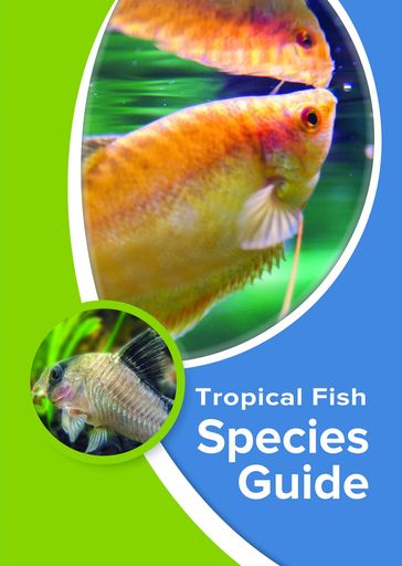 Tropical Fish Species Guide - Kevin Wilson