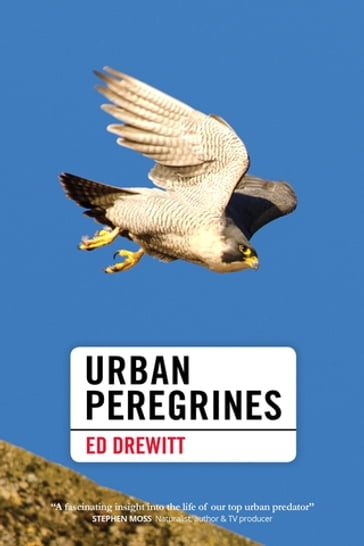 Urban Peregrines - Ed Drewitt
