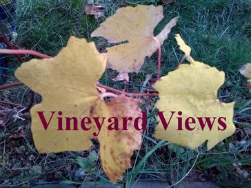 Vineyard Views - D. Lionberger