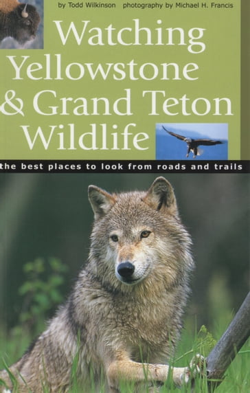 Watching Yellowstone and Grand Teton Wildlife - Todd Wilkinson