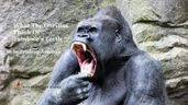 What The Gorillas Think Of Tambwe s Teeth