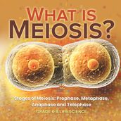What is Meiosis? Stages of Meiosis, Prophase, Metaphase, Anaphase and Telophase   Grade 6-8 Life Science