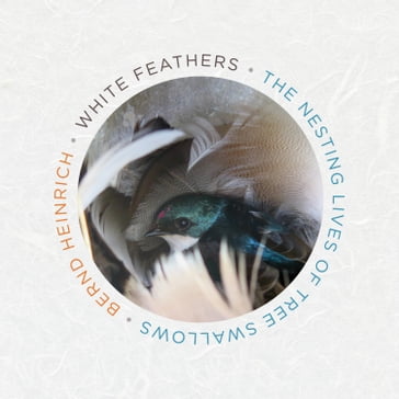 White Feathers - Heinrich Bernd