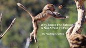 Why Banaz The Baboon Is Not Afraid To Fail