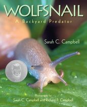 Wolfsnail