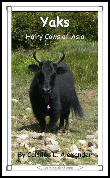 Yaks: Hairy Cows of Asia - Caitlind L. Alexander