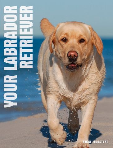 Your Labrador Retriever - Nikki Moustaki